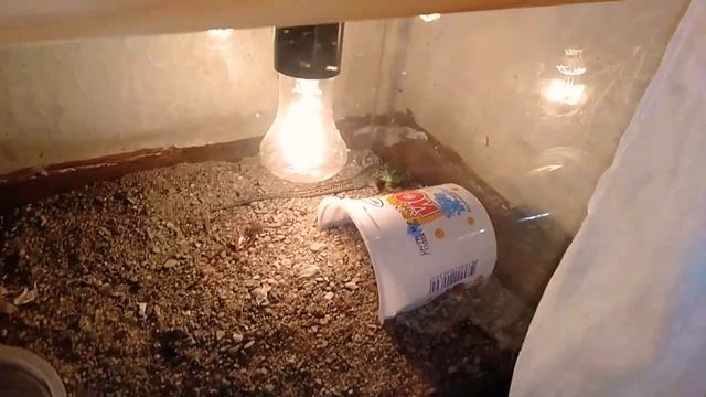 Сцинковый геккон-Геша вышел из спячки смотреть онлайн