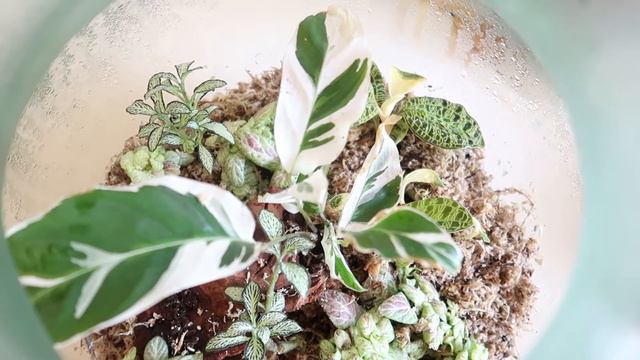 I CAN’T BELIEVE I GOT THIS GLASS CABINET REALLY CHEAP! + BUILDING A TERRARIUM | Myra Murison