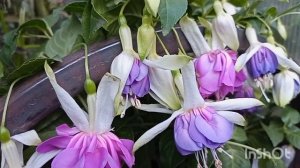 Фуксии мои пережили жару в открытом грунте и так выглядят на август2021г.