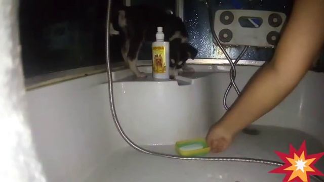 Как моется щенок хаски смотреть онлайн