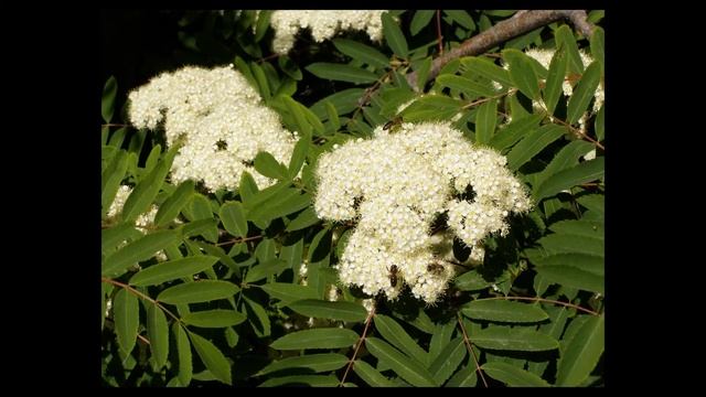 Отцвела уж рябина смотреть онлайн