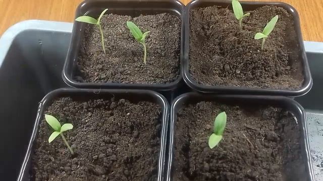 Рассада Баклажанов ? Уход за рассадой баклажанов смотреть онлайн