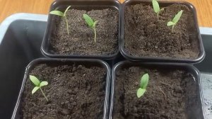 Рассада Баклажанов ? Уход за рассадой баклажанов