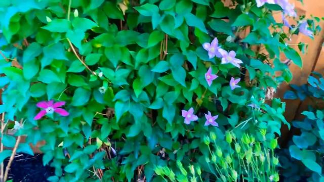 Piilu & Westerplatte Clematis Update смотреть онлайн