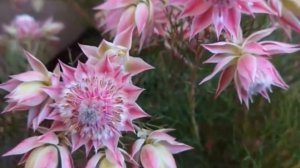 Serruria Florida ( Blushing Bride) Flowering