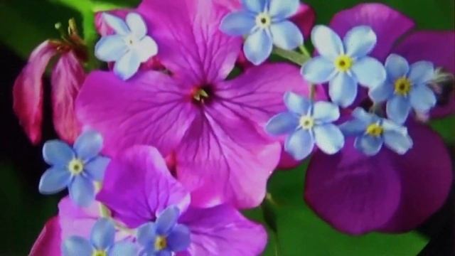 Виктор и Галина "Для тебя" смотреть онлайн