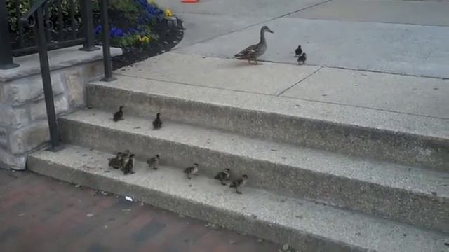 飞鸭 flying duck смотреть онлайн