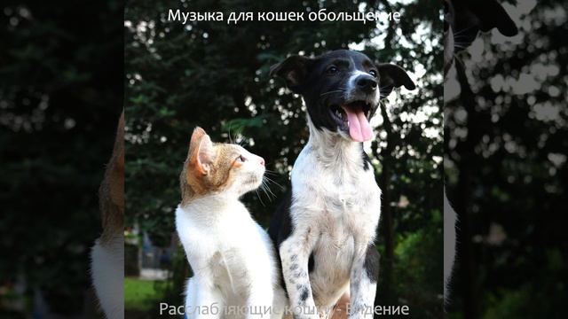 Музыка (Кошки) смотреть онлайн