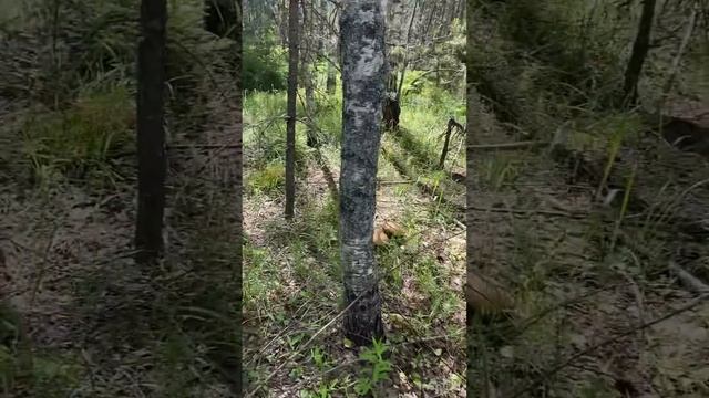 Огромные подосиновики и море подберёзовиков. Очень неожиданно! Грибная эстетика 10.06.23 смотреть онлайн