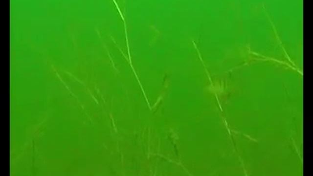 Первая система хука Таймень (Hookah Dive System) смотреть онлайн