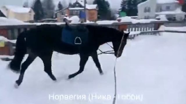 Норвегия продажа телефон 79127552890 смотреть онлайн