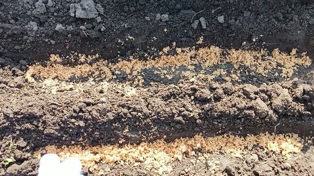 Сію моркву так і вона сходить через 5 днів Моркву не проріджую Такий спосіб мене ніколи не підводив смотреть онлайн