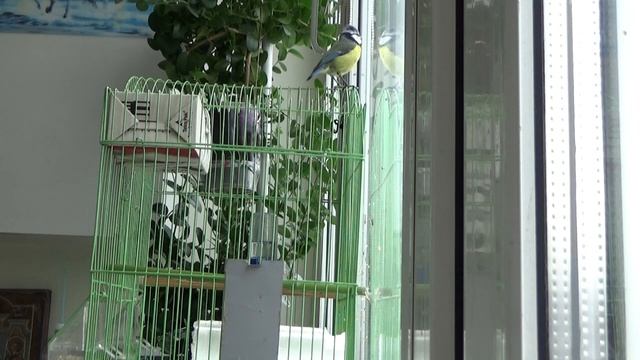 Синичкин доктор. Благодарность лазоревки. смотреть онлайн