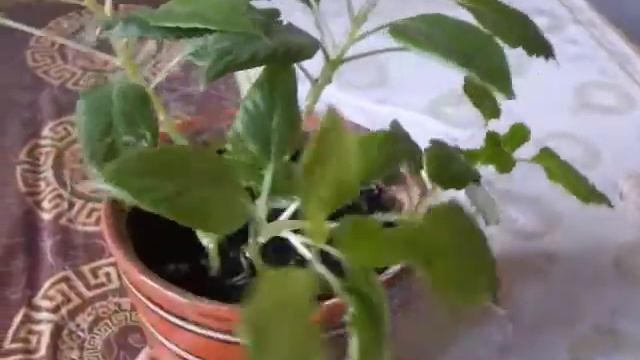 Бальзамин прижился после укоренения (посадки) за 2,5 недели. смотреть онлайн