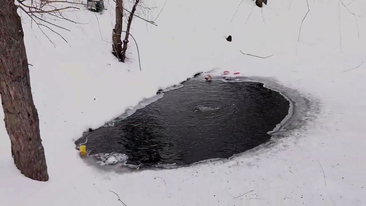 Уточки - зимовка (28.01.2024) смотреть онлайн