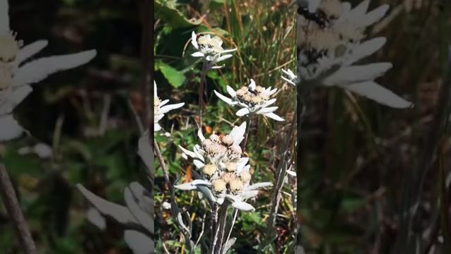 Как выглядят эдельвейсы? смотреть онлайн