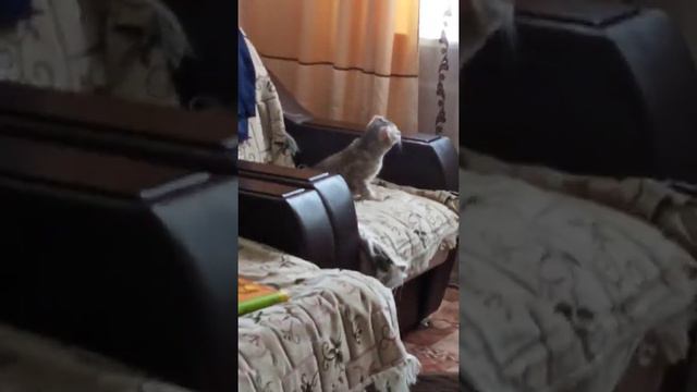 кошка смотрит в окно и смотрит на птиц смотреть онлайн