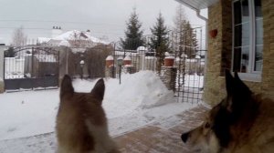 Мои собаки. Западно сибирские лайки. Шарташский охотник. Охота с лайкой.