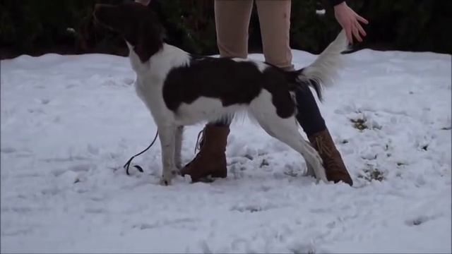 Small Munsterlander смотреть онлайн