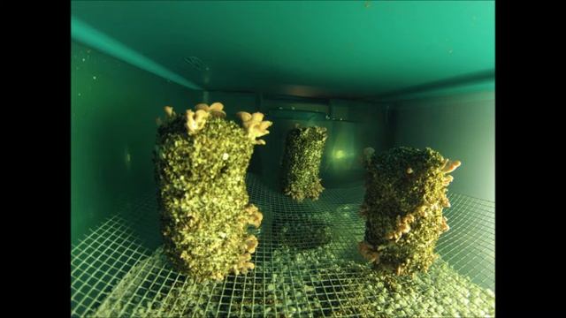 Pink Oyster Mushroom Time Lapse смотреть онлайн