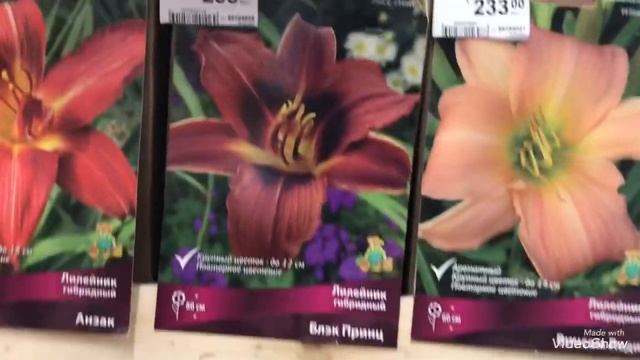 Осень 2021.Лилии и Лилейники в Леруа. смотреть онлайн