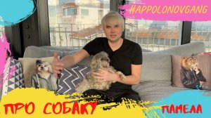 Все о Памеле! Собаке пошел 19-ый год! Чем поддерживаем ее здоровье?