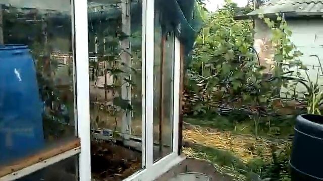 Состояние винограда на 29 июня. Результат и состояние прививок. смотреть онлайн