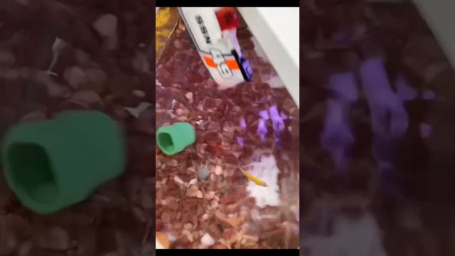 Подводная радиоуправляемая лодка смотреть онлайн