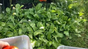 Сорт томата Ладошка