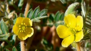 Якорцы стелющиеся (трибулус) - их свойства и применение