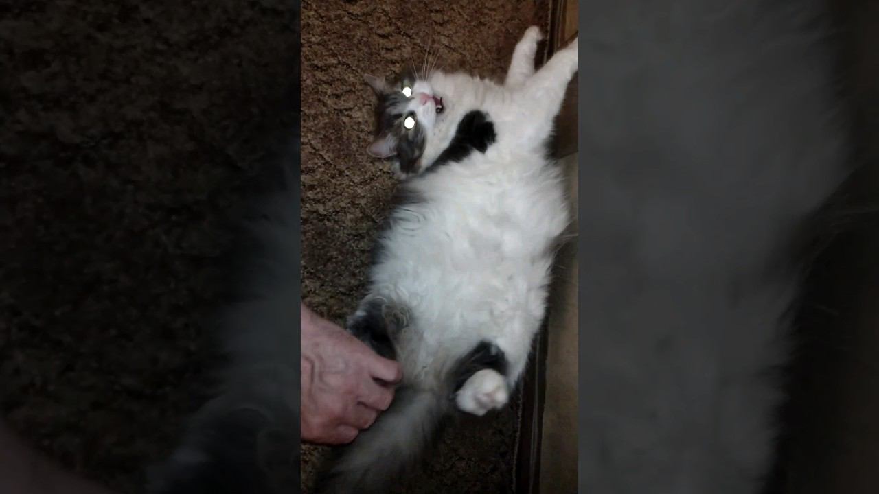 Глажу пузо коту Степану  #котик #cat #кошка #домашнийкот #catlover #shortvideo #cute