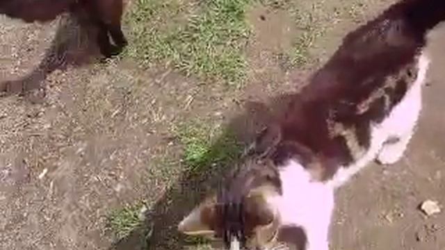 христос воскрес, а мы на даче смотреть онлайн