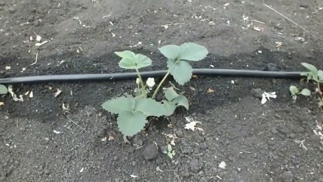 Сад и огород Капельный полив своими руками Поделки сад огород своими руками смотреть онлайн