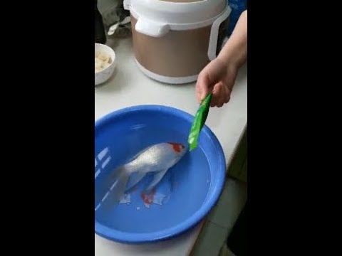 Низкомолекулярный соевый пептид + тест с оживлением рыбы смотреть онлайн