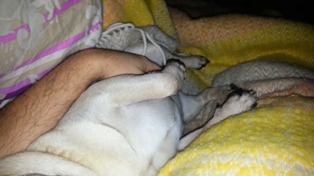 Собака хропака)))))) Мопс хропит, the pug смотреть онлайн