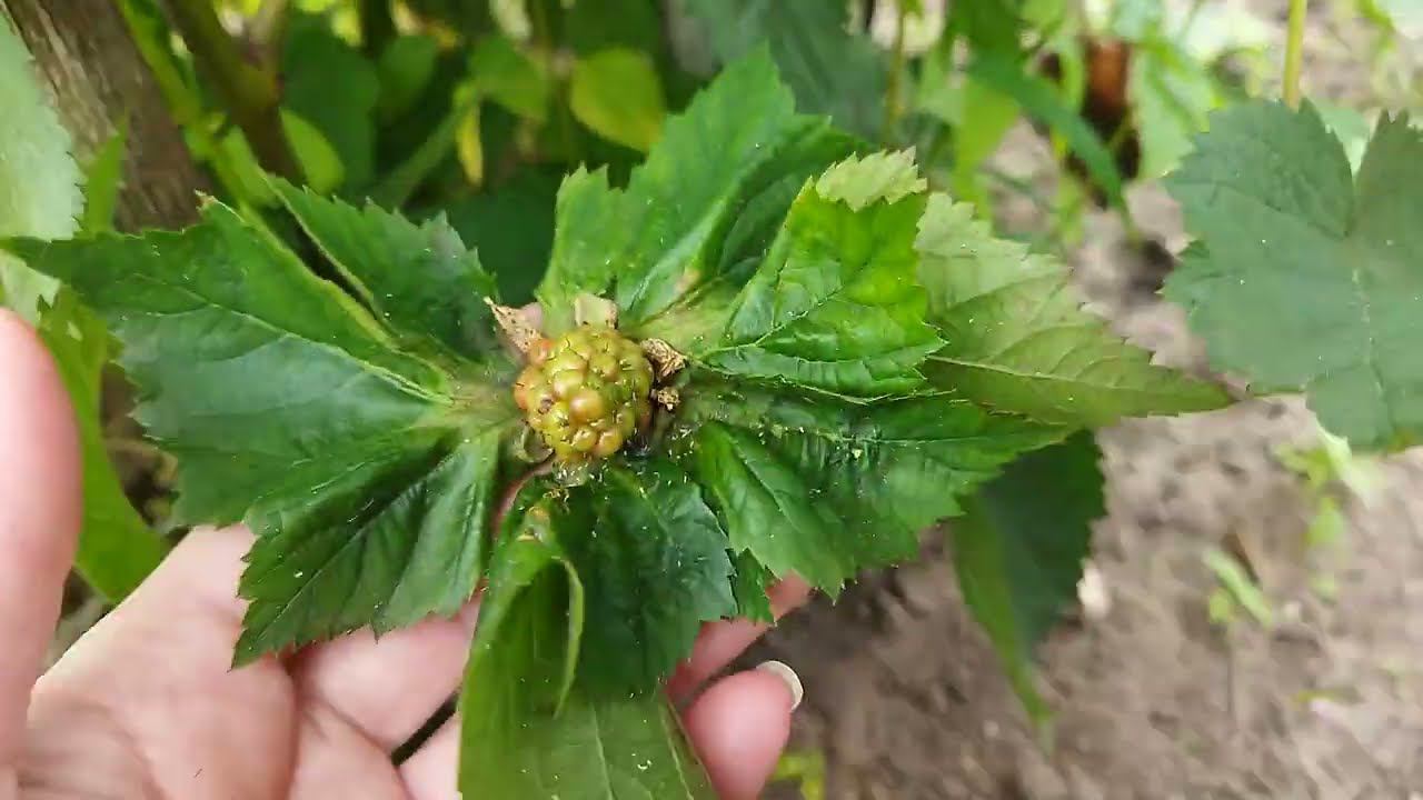 Ягода мутант у ежевики Натчез, необычная ягода у ежевики Натчез