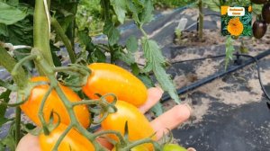 ОБЗОР ТОМАТА БЛАШ (СТЫДЛИВЫЙ РУМЯНЕЦ)