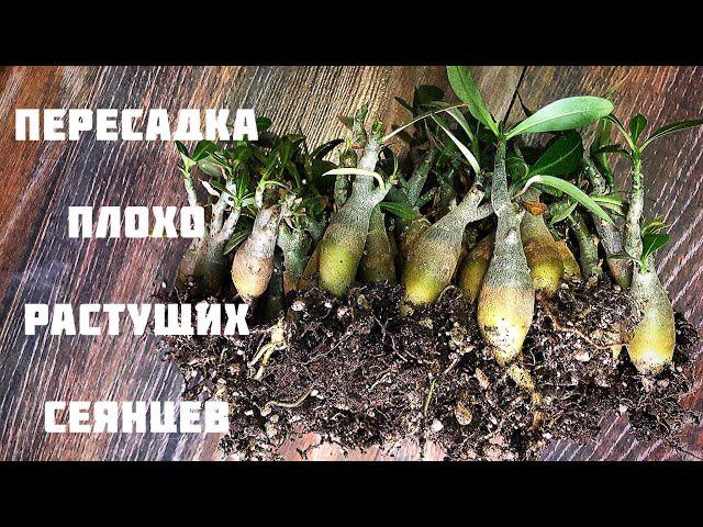 Адениум. Пересадка плохо растущих сеянцев смотреть онлайн