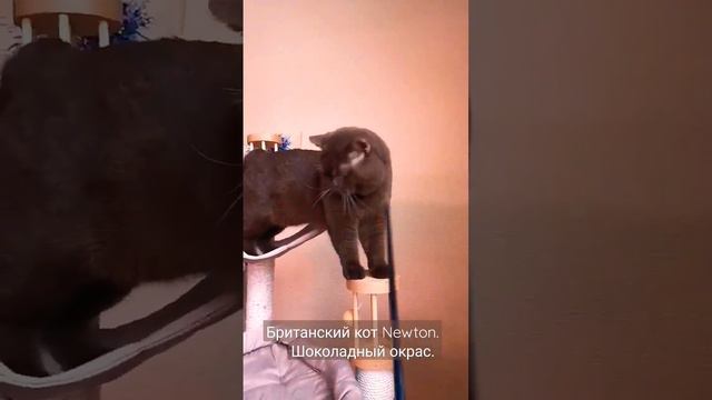 Британский кот Ньютон. шоколадного окраса. #chocolatecats #britishcat #британскийкот смотреть онлайн