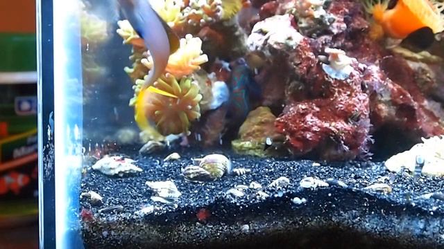 Midas goes HAM in the corner смотреть онлайн