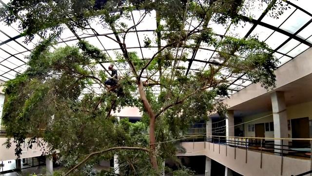 Кронирование фикуса, выросшего до стеклянного потолка . Промышленный альпинизм смотреть онлайн