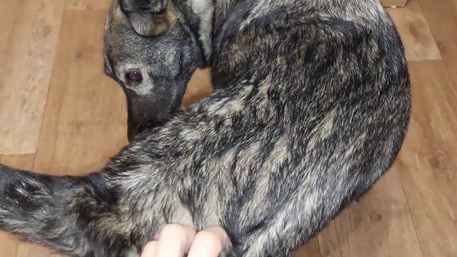 Крысы и крысята! Чуток о дрессировке животных смотреть онлайн