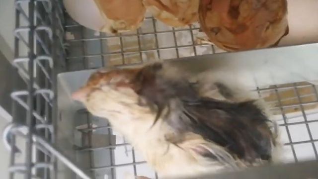 Цыплята пушкинские. Оплод. % вывода. Вес при рождении. смотреть онлайн