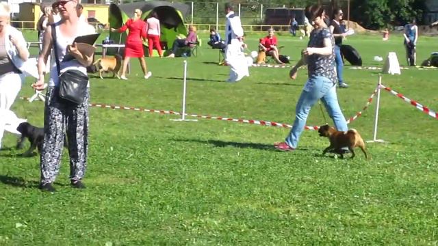 30/07/2017 NDS in St. Petersburg. Best Of Breed choice UNION GRIF DUNE - CAC, BOB смотреть онлайн