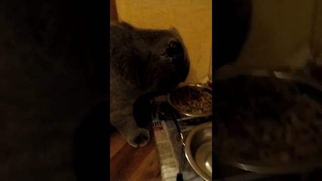 Как мой котёнок кушает. смотреть онлайн