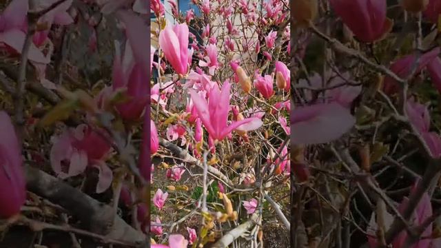 Магнолия цветёт #краснаяполяна #магнолия #весна #горкигород смотреть онлайн