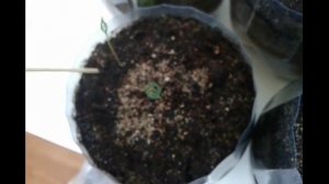 Выращивание голубой ели из семян в домашних условиях 2017 / Наблюдения 1