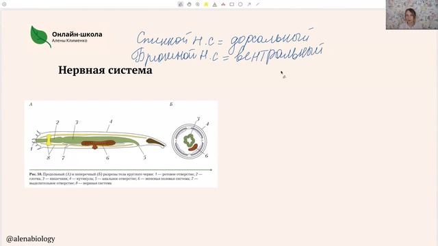 Тип Круглые черви смотреть онлайн