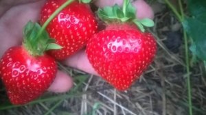 Сорт клубники Кимберли