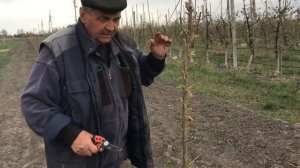 Формировка черешни стройным веретеном